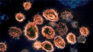 Все что нужно знать о штамме Дельта коронавирус
